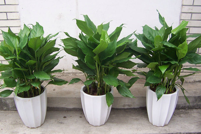 家居风水适合养什么植物